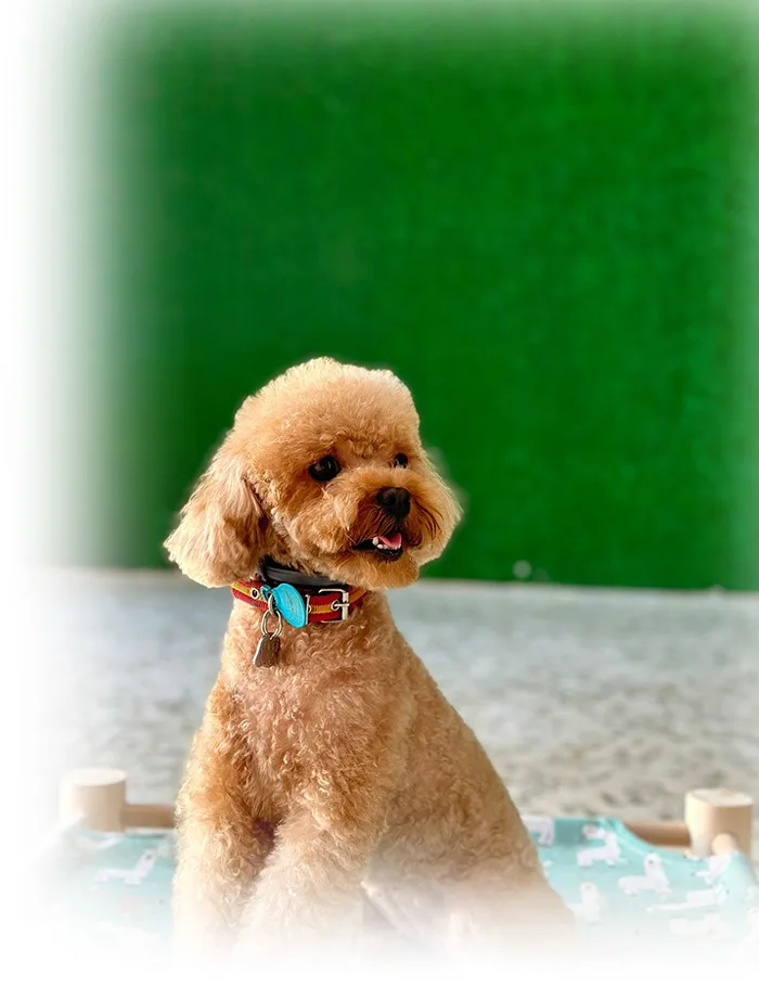 Fotografía de una clase formativa llevada a cabo en las instalaciones del spa canino
